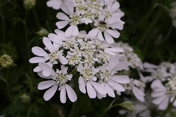 セリ科の白い花