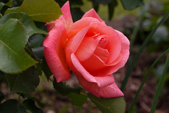 サーモンピンク色のバラ