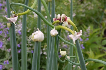 キッチンガーデンの野菜