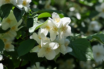 白い花　