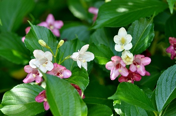 花色が変化