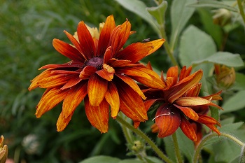 ルドベキア　茶色の花