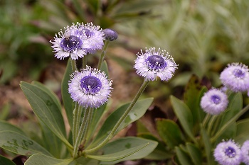 グロブラリア青白い花