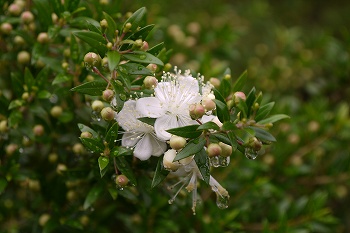 ギンバイカ白い花