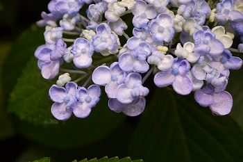 ウズアジサイ丸い花弁