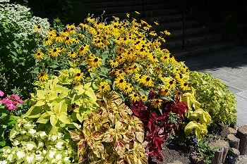 華やかな夏色の花壇