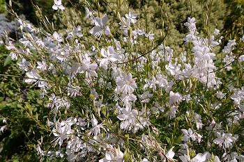 ひらひらした白い小花