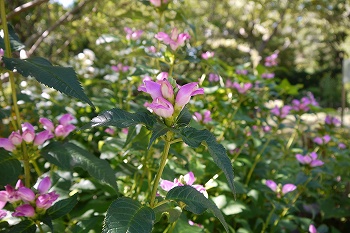 薄紫の花