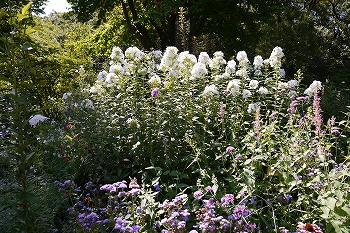 草丈の高い白い花