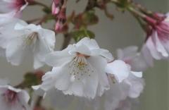 宮の雛桜