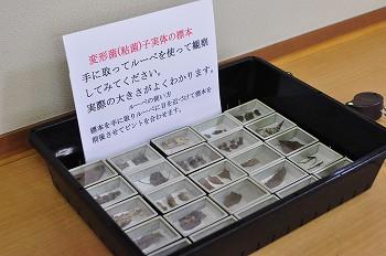 展示物