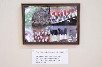 展示作品