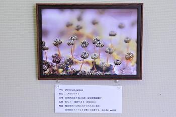 展示作品