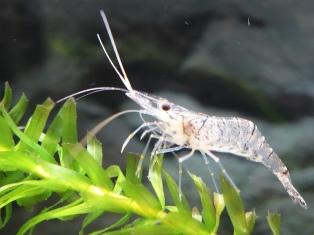 ミニミニ水族館クイズ 西宮市ホームページ