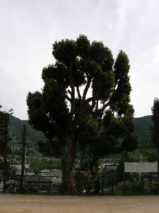 樹木156