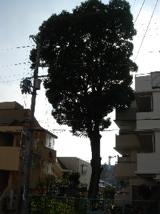 樹木188