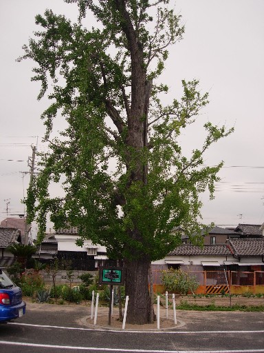 樹木48