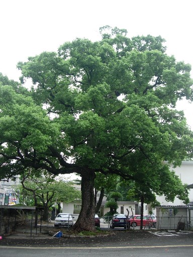 樹木14