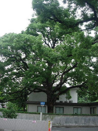 樹木15
