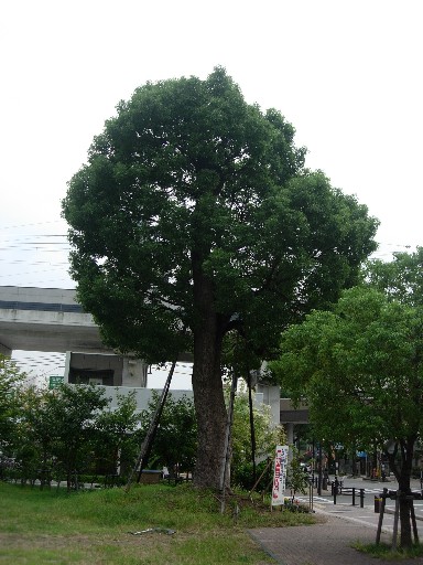 樹木21