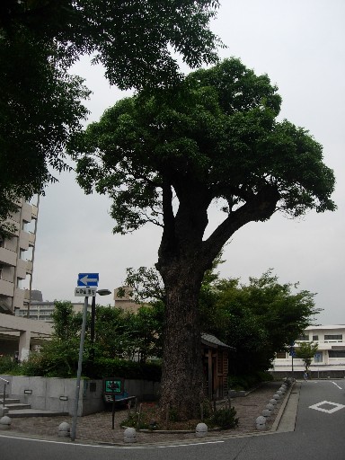 樹木25