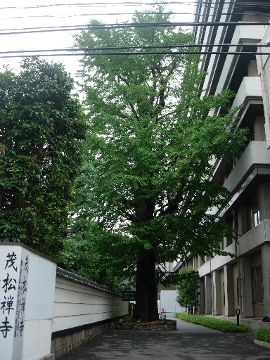 樹木6