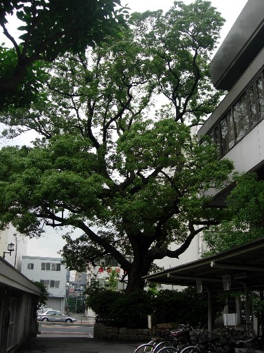 樹木7