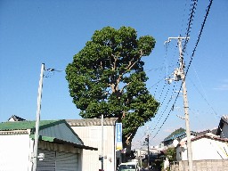 樹木134
