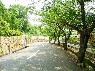 megamiyama-sakura-namiki