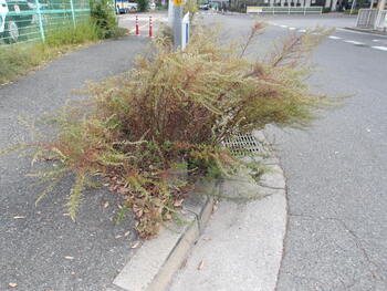 除草