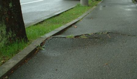 街路樹根隆起による道路損傷の写真