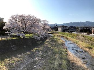 有馬川沿いの桜並木