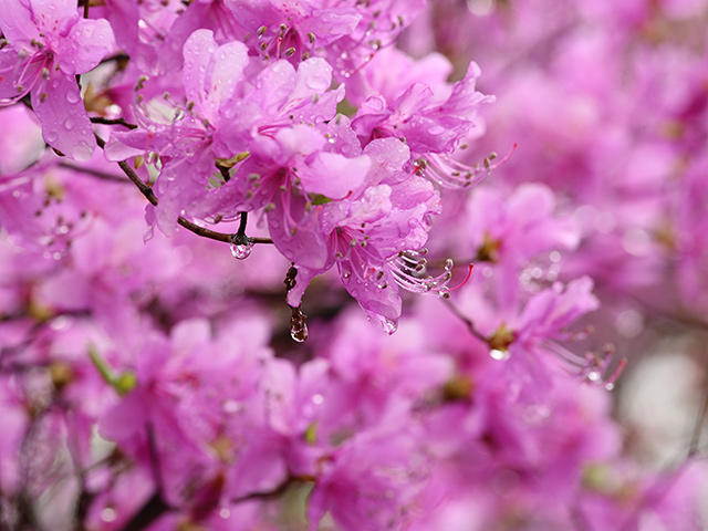 4月8日（日曜）、廣田神社で開催の「つつじ祭」。兵庫県天然記念物 ...