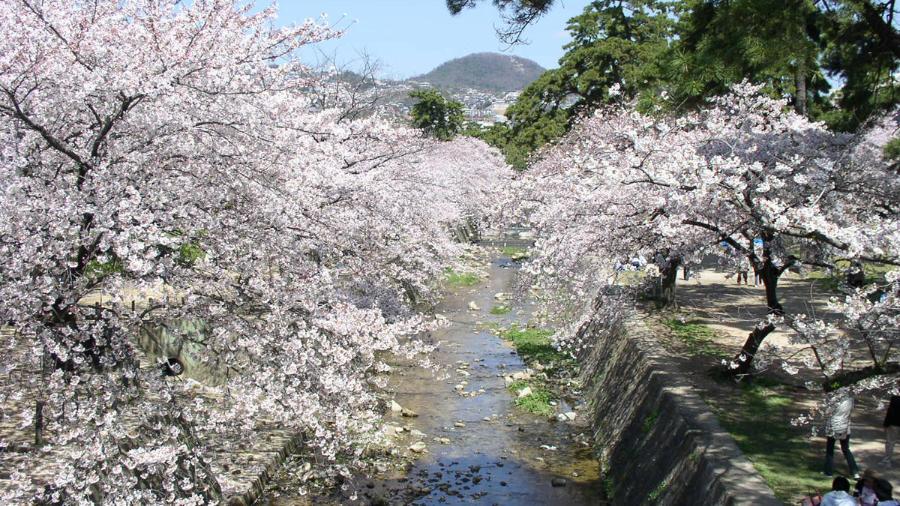 夙川河川敷緑地の桜