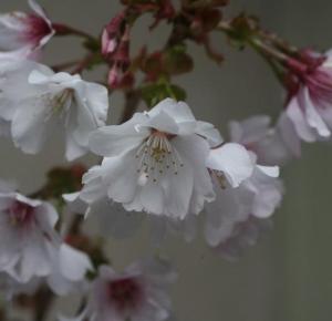 宮の雛桜花アップ