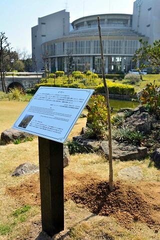 植樹されたイペーの苗木