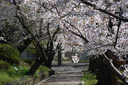 越水浄水場「桜の通り抜け」の様子