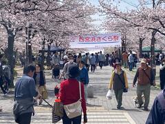 西宮浜さくら祭 