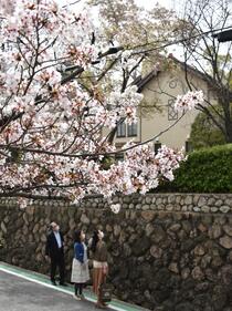桜