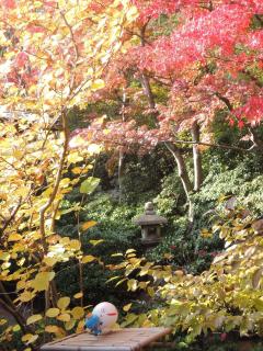 北山山荘の紅葉をくもっぴーが楽しむ