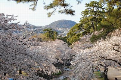 夙川の桜と甲山