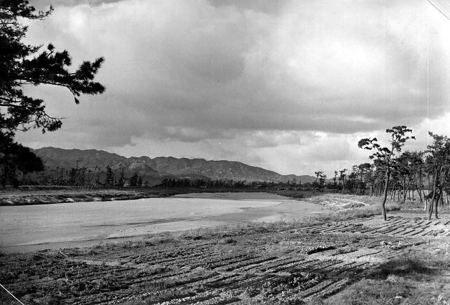 尼崎側から武庫川の松並木を見る(昭和28年)