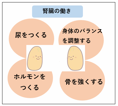 腎臓の働きを説明した図
