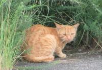 耳カット猫の写真1