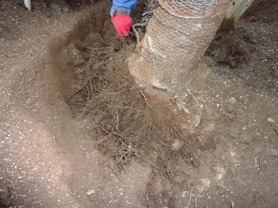 根元の周囲の土壌をエアースコップで掘った様子