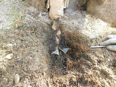土壌面に着地した不定根の発根状況