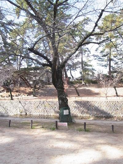 桜の根元保護のためのロープ柵設置